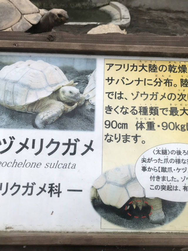 【伊豆🪼】熱川バナナワニ園に行ってみた😆