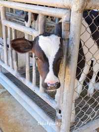 ขับรถตะลอนฟาร์ม กิจกรรมครอบครัวที่ฟาร์มโชคชัย🐮