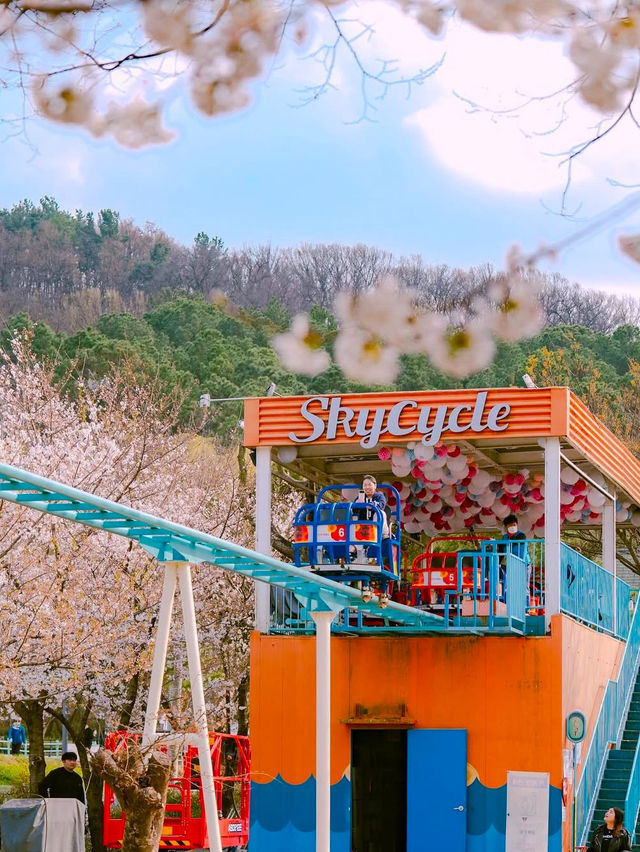 벚꽃사이를 달리는 하늘자전거가 있는 수성랜드🌸