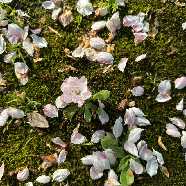 比日本櫻花更美🌸🌸武漢小眾賞櫻地點🤫