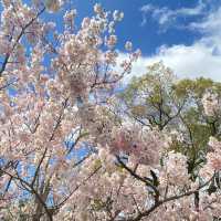 澱川河川公園：在“櫻花雨中漫步，心情瞬間升級” 🌸🚶‍♂️