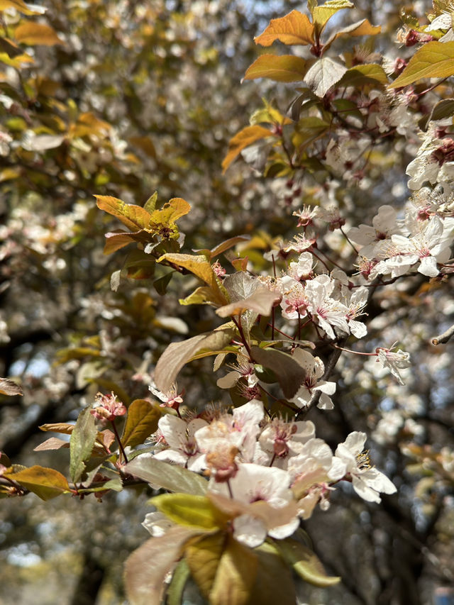 大阪西之丸庭園的櫻花夢：含苞待放的絕美瞬間 🌸✨