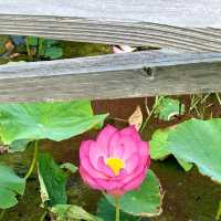 神秘の花“古代蓮”が、一面に咲き誇る島