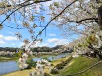 ซากุระบานริมสายน้ำ ที่ Hinokinai River, Kakunodate