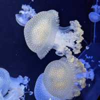 魚の魅力に迫る山形県にある水族館