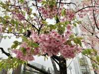結合櫻花和東京鐵塔的賞櫻地