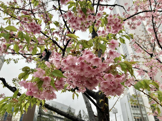 結合櫻花和東京鐵塔的賞櫻地