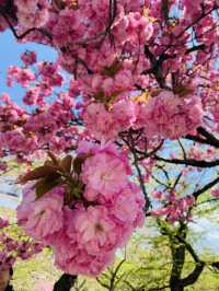 ซากุระบานสุดโรแมนติกที่ Tsuruga Castle