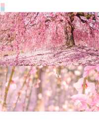梅と桜のおすすめスポットはここ🌸🍡💕