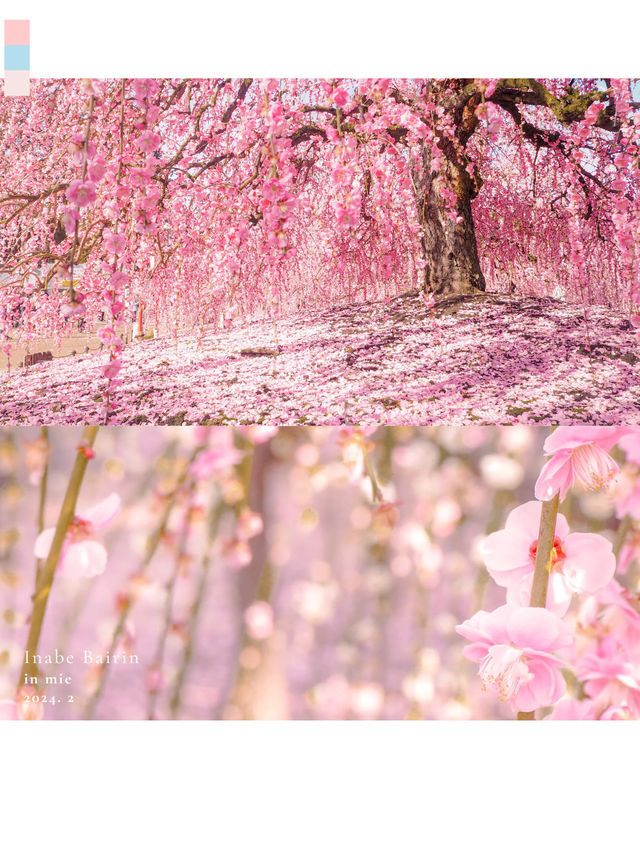 梅と桜のおすすめスポットはここ🌸🍡💕