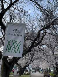 【栃木×春の那須旅】  ソメイヨシノを中心とした桜のトンネル