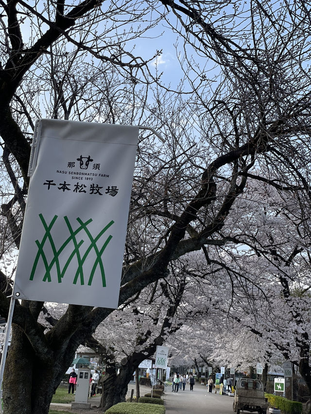 【栃木×春の那須旅】  ソメイヨシノを中心とした桜のトンネル
