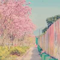 仿如置身日本賞櫻的恆明街公園🌸🌸