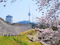🌸 **首爾南山公園櫻花觀賞遊覽分享** 🌸
