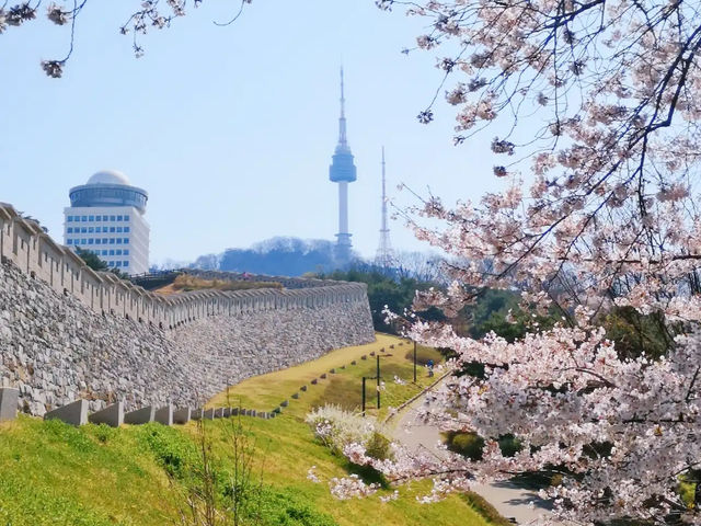🌸 **首爾南山公園櫻花觀賞遊覽分享** 🌸