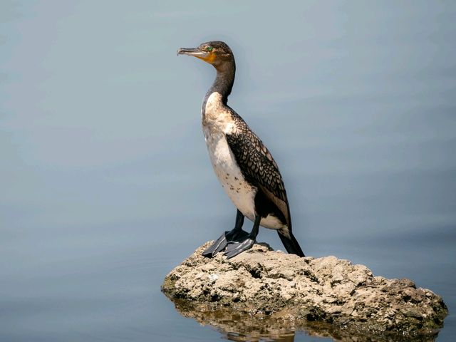 Paradise for bird watchers! Day trip to Lake Nakuru.