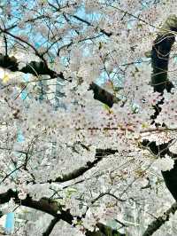 🌸 **南川洞櫻花路遊覽觀賞分享** 🌸