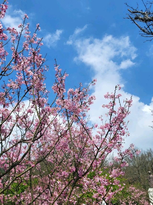 櫻花雨超浪漫！陽明山這條步道美到不想回家