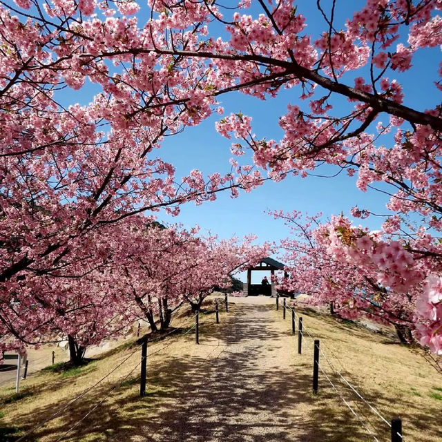 ～奧武山公園～櫻之美～