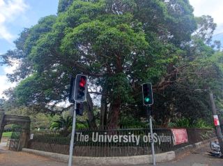 #雪梨大學The University of Sydney