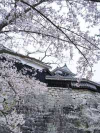 【愛媛】行かなきゃ損‼️天守閣と桜の絶景🌸歴史と春を満喫！
