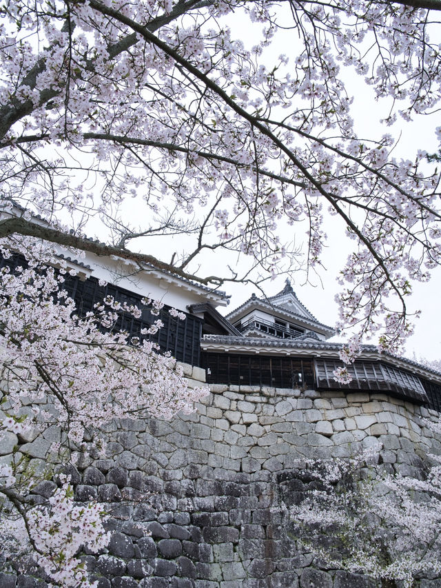 【愛媛】行かなきゃ損‼️天守閣と桜の絶景🌸歴史と春を満喫！