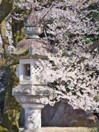【岐阜】桜と岐阜城のコラボが最高！護國神社で歴史を感じるお花見！