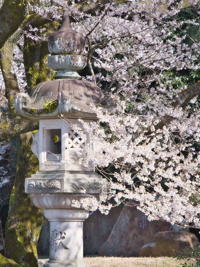 【岐阜】桜と岐阜城のコラボが最高！護國神社で歴史を感じるお花見！
