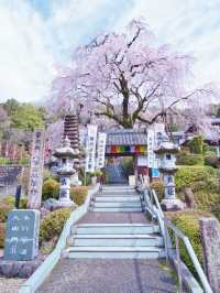 【岐阜】行かなきゃ損‼️樹齢200年のしだれ桜は圧巻🤩穴場すぎる！