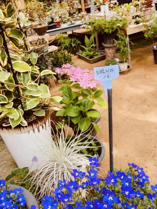 A Cultural Botanical Journey 