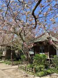 Gokurakuji & Cherry Blossoms: A Hidden Gem in Kamakura