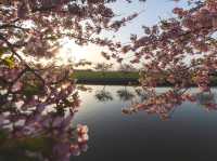 Chasing Sakura at Kasamatsu Kawazu Road, Mie