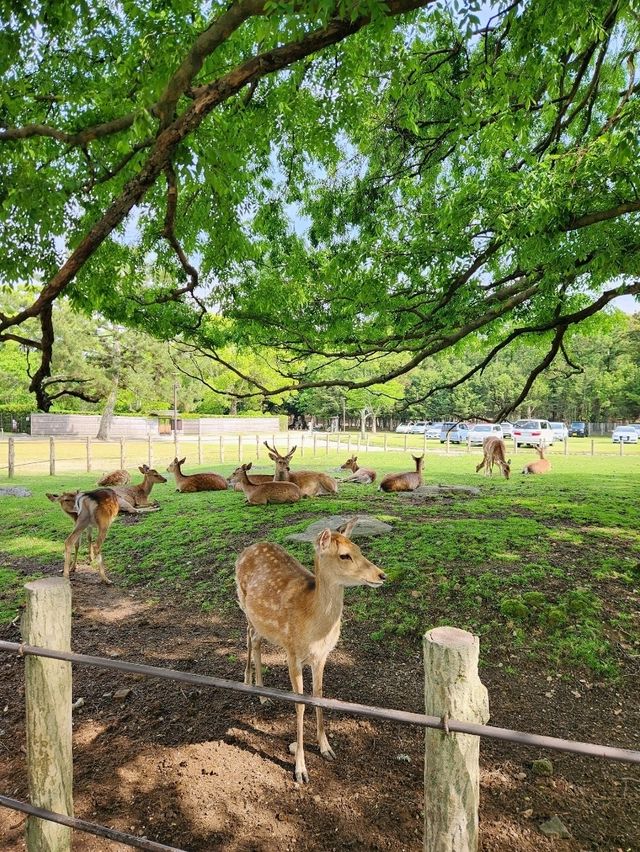 🇯🇵 NARA day trip, and yes, NARA 🦌 bow! 