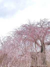 Spring Bliss: Cherry Blossoms in Full Bloom at Maruyama Park