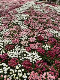 Spring in Shanghai is the BEST!