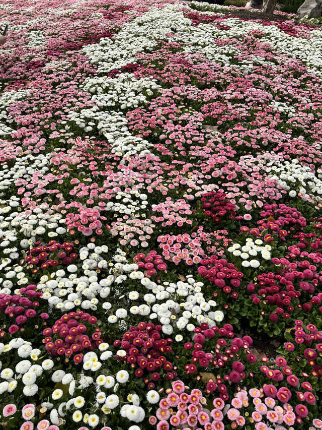 Spring in Shanghai is the BEST!