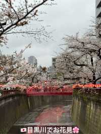 【🇯🇵】目黒川でお花見🌸