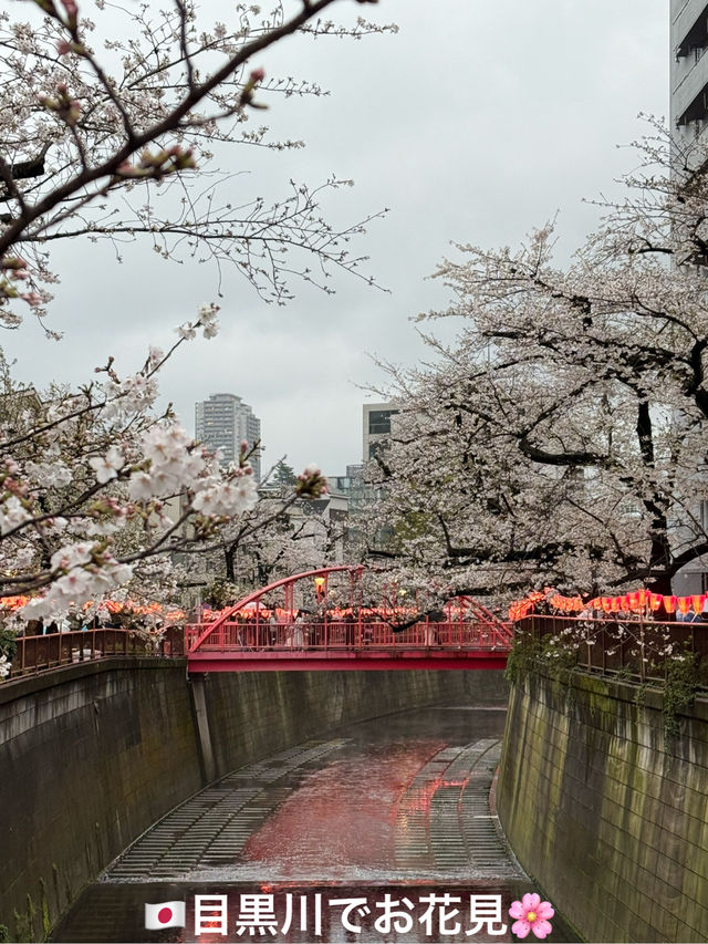 【🇯🇵】目黒川でお花見🌸
