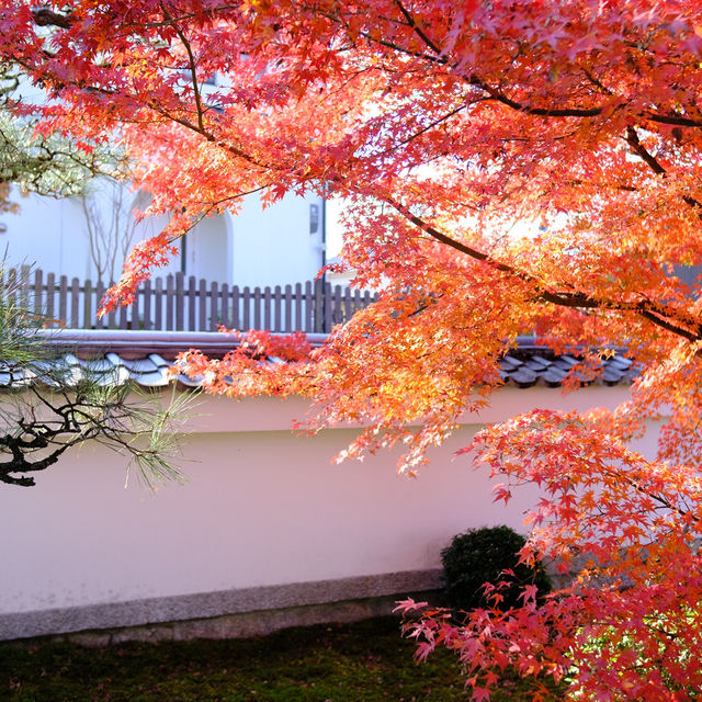 Kyoto không đông đúc - Enkouji Temple