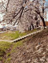 Pink Petal Promenade: Daecheongho's Extended Blossom Walk into Spring's Beauty