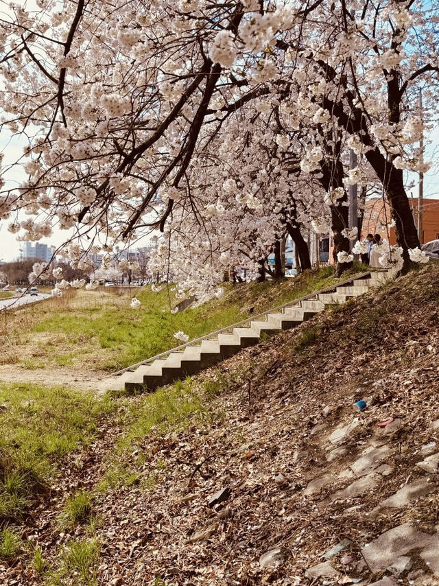 Pink Petal Promenade: Daecheongho's Extended Blossom Walk into Spring's Beauty