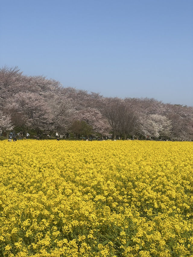 【幸手】権現堂桜まつり20250405