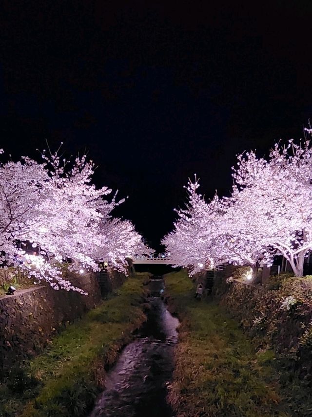 【山口グルメ】一の坂川・ラセーヌ