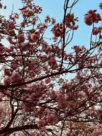 Daecheong Park: A Canvas of Fresh Greens and Floral First Strokes