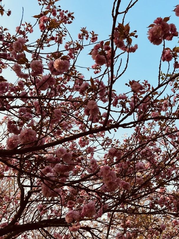 Daecheong Park: A Canvas of Fresh Greens and Floral First Strokes
