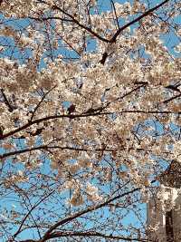 Pink Archway by the Water: Anyangcheon's Stunning Blossom Stroll