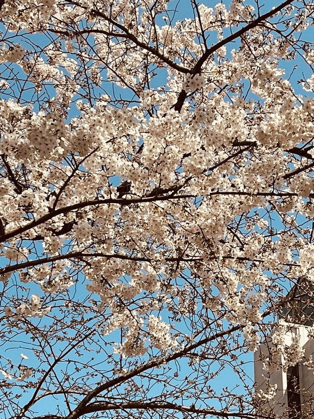 Pink Archway by the Water: Anyangcheon's Stunning Blossom Stroll