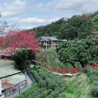 台北貓空春季賞櫻輕縱走推薦