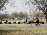 首爾｜春天限定美景絕對不輸日本！汝怡島漢江公園櫻花美到不真實，韓妞都來這裡拍