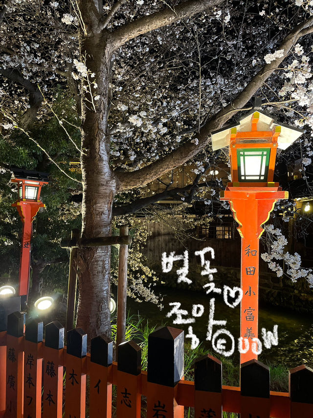 교토 벚꽃 여행지 다녀왔습니다!🎶🫶🏻
